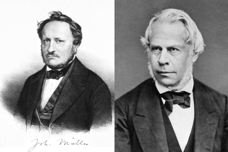 Müller, J.P. & Henle