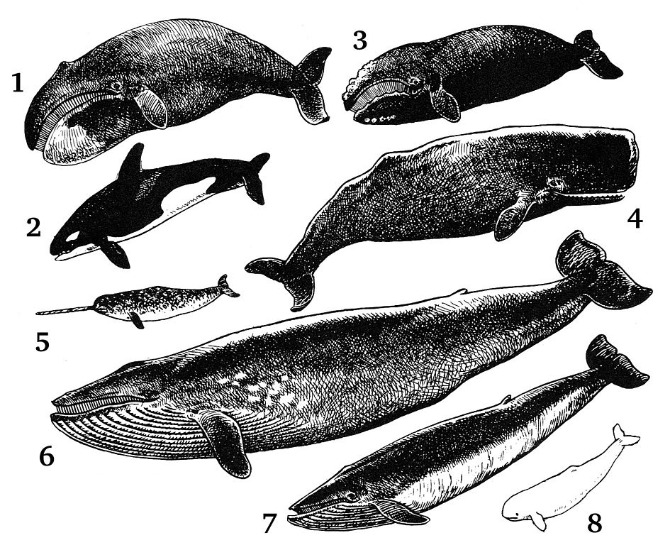 Algunos cetáceos
