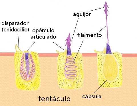 cnidocito