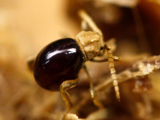 Escarabajo araña brillante (imagen) | Animalandia.