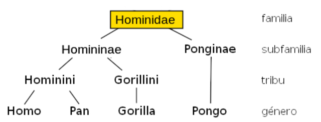Hominidae