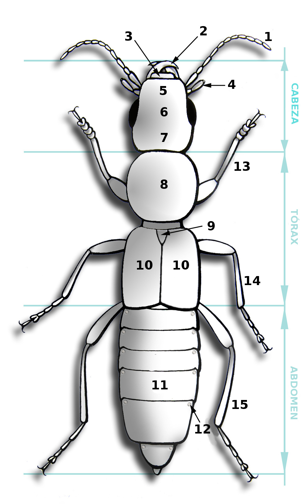 anatomía de un insecto