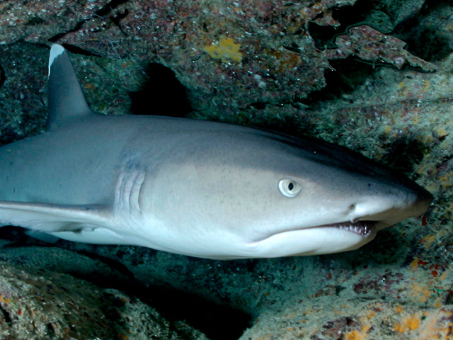 Resultado de imagen para Tiburones de Arrecife de Punta Blanca ( Triaenodon Obesus )