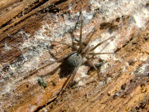 Araña vagabunda (Tegenaria agestis)