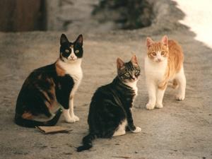 Gato doméstico (Felis catus )