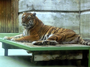 Panthera tigris