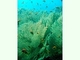 Abanico de mar gigante<br />(Annella mollis)