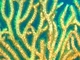Abanico de mar gigante<br />(Annella mollis)