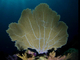 Abanico de mar púrpura<br />(Gorgonia ventalina)