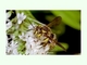 Abeja campestre punteada<br />(Anthidium punctatum)