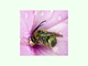 Tras un chaparrón primaveral, esta abeja sigue agarrada firmemente con sus mandíbulas al gineceo de la flor de una <i>Co..., por Isidro Martínez