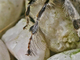 Abeja de patas peludas<br />(Anthophora plumipes)