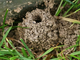 Abeja excavadora<br />(Andrena fulva)