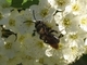 Abeja minadora Andrena angustior<br />(Andrena angustior)