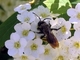 Abeja minadora Andrena angustior<br />(Andrena angustior)