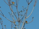 Abejaruco<br />(Merops apiaster)