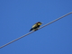 Abejaruco<br />(Merops apiaster)
