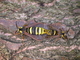 Abejilla del chopo<br />(Sesia apiformis)