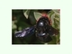 Abejorro azul de la madera<br />(Xylocopa violacea)