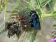Abejorro azul de la madera<br />(Xylocopa violacea)