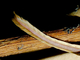 Acróbata pigmeo<br />(Acrobates pygmaeus)