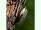 Agateador europeo<br />(Certhia brachydactyla)
