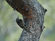 Agateador europeo<br />(Certhia brachydactyla)