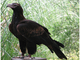 Águila audaz<br />(Aquila audax)