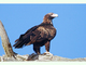 Águila audaz<br />(Aquila audax)