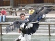 Águila cafre<br />(Aquila verreauxii)