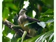 Águila crestada<br />(Morphnus guianensis)