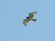 Águila culebrera europea<br />(Circaetus gallicus)