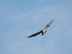 Águila culebrera europea<br />(Circaetus gallicus)
