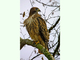 Águila de cola roja<br />(Buteo jamaicensis)