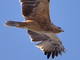 Águila imperial ibérica<br />(Aquila adalberti)