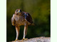 Águila perdicera<br />(Aquila fasciata)