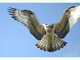 Águila pescadora<br />(Pandion haliaetus)
