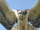 Águila pescadora<br />(Pandion haliaetus)