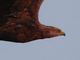 Águila pomerana<br />(Aquila pomarina)