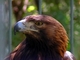 Águila real<br />(Aquila chrysaetos)