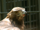 Águila real<br />(Aquila chrysaetos)