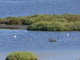 Aguja colinegra<br />(Limosa limosa)