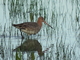 Aguja colinegra<br />(Limosa limosa)