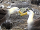 Albatros de Galápagos<br />(Phoebastria irrorata)