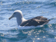 Albatros de Salvin<br />(Thalassarche salvini)