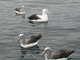 Albatros de Salvin<br />(Thalassarche salvini)