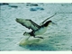 Albatros de cola corta<br />(Phoebastria albatrus)