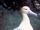 Albatros de cola corta<br />(Phoebastria albatrus)