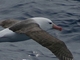 Albatros real del sur<br />(Diomedea epomophora)