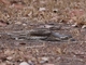 Alcaraván colilargo<br />(Burhinus grallarius)